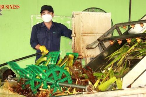 Làm gì để hóa giải bài toán thất thoát 'tỷ đô' phụ phẩm rau quả?