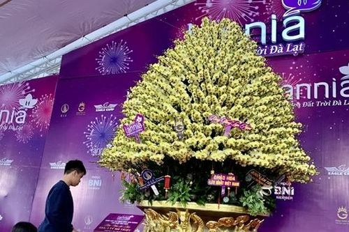 Thị trường cây cảnh Tết: Người ngắm nhiều hơn người mua