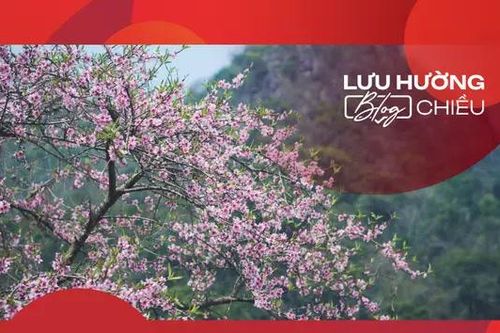 Nhung nhớ sắc hoa của mùa xuân cao nguyên