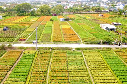 Sắc xuân rực rỡ trên cánh đồng hoa Tết lớn nhất Bình Dương