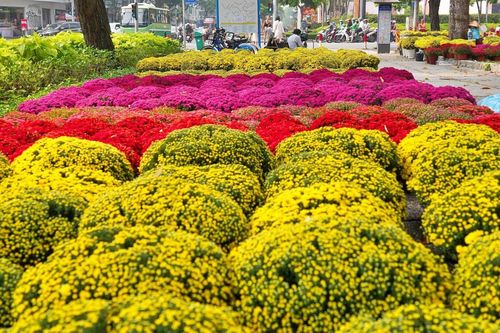 Công viên trung tâm TP.HCM tràn ngập hoa Tết, giá từ vài trăm nghìn đồng
