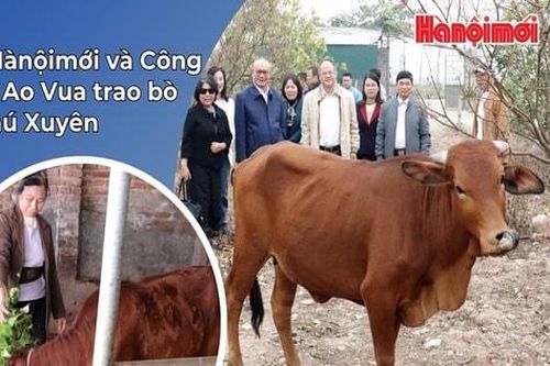 Báo Hànôịmới, Công ty cổ phần Ao Vua hỗ trợ bò sinh sản cho hộ khó khăn tại Phú Xuyên