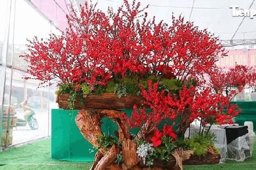 Đào đông tươi phối cùng gỗ lũa giá trăm triệu đồng vẫn hút khách