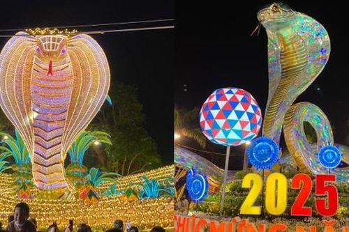 Tỉ muội hổ mang chúa dát vàng ở Phú Yên khiến nhiều người trầm trồ