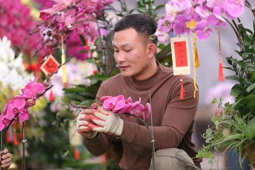 Thợ cắm hoa lan kiếm tiền triệu mỗi ngày dịp cận Tết