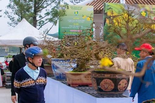 Ngắm mai vàng xứ Huế khoe sắc ngày cận Tết