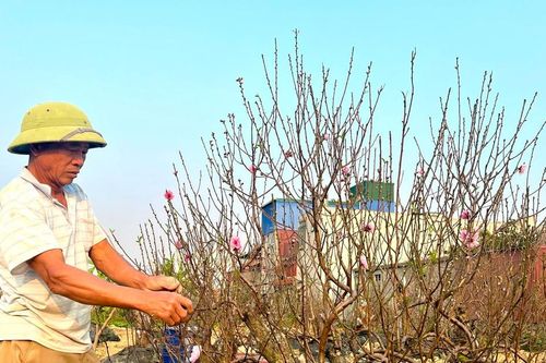 Hải Phòng: Đào cảnh khan hàng, tăng giá