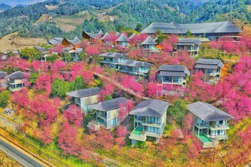Biển hoa tớ dày phủ hồng Mù Cang Chải nhìn từ trên cao