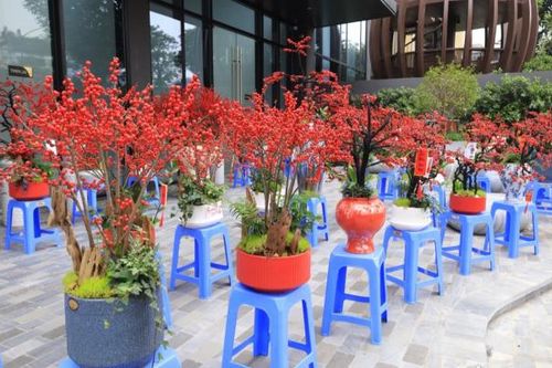 Đào đông đỏ giá hàng chục triệu đồng hút khách Thủ đô dịp Tết