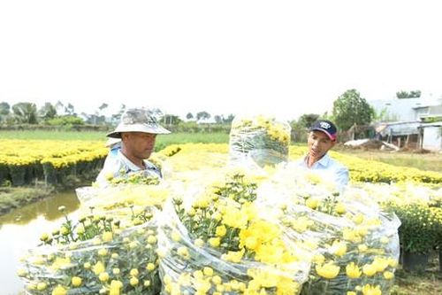 Làng hoa lớn nhất Tiền Giang rộn ràng vụ Tết