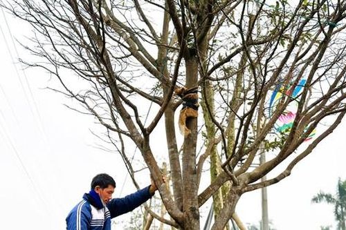 Ngắm những cây mai cổ thụ được ra giá 200 triệu đồng