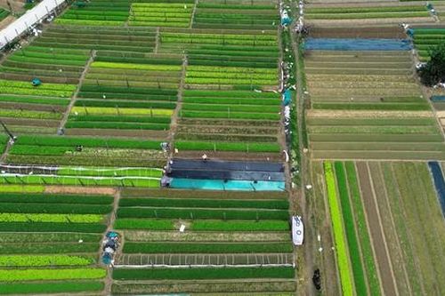 Bay trên những cánh đồng rau xanh mướt