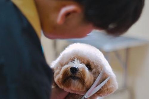 Dịch vụ Tết độc lạ: Chăm sóc thú cưng, cho thuê người yêu