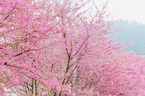 Mai anh đào bung nở 'nhuộm' hồng cao nguyên Mộc Châu