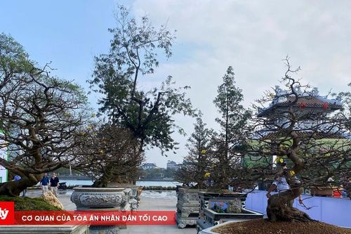 Hàng trăm gốc mai vàng khoe sắc bên dòng Hương