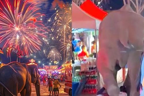 Giật mình vì pháo hoa, voi nổi điên, húc ngã 5 người giữa hội chợ