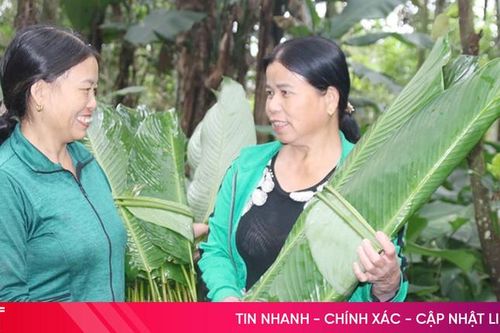 'Vựa' lá dong ở Hương Sơn tất bật vào vụ thu hoạch