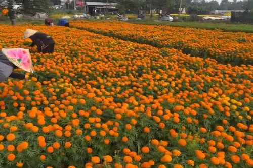 Nhộn nhịp trên cánh đồng hoa lớn nhất tỉnh Bình Dương