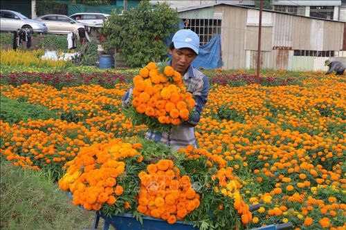 Rộn ràng cánh đồng hoa lớn nhất ở Bình Dương