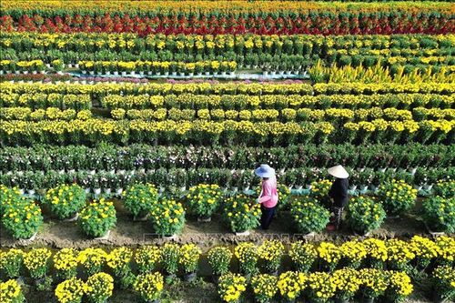 Các làng hoa ở Tiền Giang sẵn sàng cung ứng cho vụ Tết