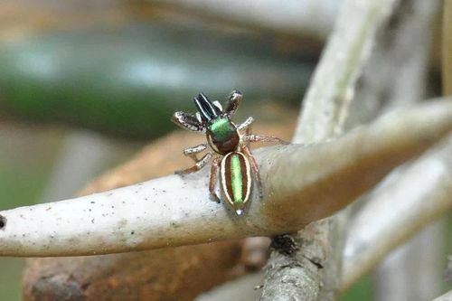 Loài nhện ăn chay duy nhất trên thế giới