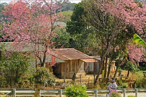 Mai anh đào khoe sắc trên buôn làng người K'Ho ở Lâm Đồng