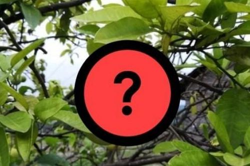 Vỏ quả quen thuộc được ví như nhân sâm, người Việt xưa chỉ ăn ruột quả