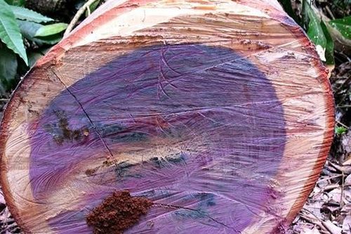 Loại gỗ quý hiếm với vẻ đẹp mê hoặc, có thể đổi màu và độ bền bậc nhất thế giới