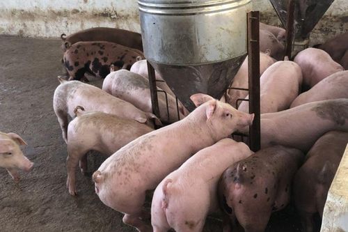 Giá heo hơi ngày 21/1/2025: Đi ngang trên cả nước