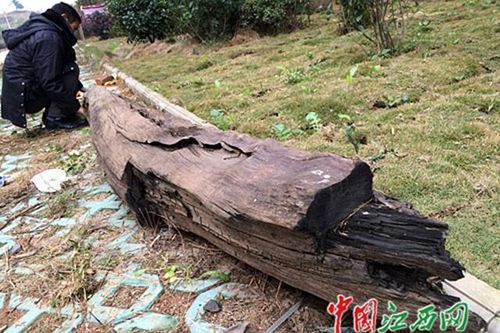 Lão nông vớt được khúc gỗ nặng 600kg ở ven sông: Cưa 1 miếng ra, ngã ngửa là gỗ quý đắt đỏ bậc nhất