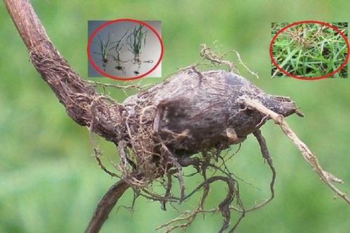 Loại cỏ mọc dại khắp bờ ruộng, 'kẻ thù' của nhà nông: Nhưng được ví như 'nhân sâm', bán 350.000 đồng/kg