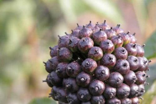 Loại cỏ dại mọc đầy trên núi: Hoa nở như kim cương, được ví như 'nhân sâm' không phải ai cũng biết