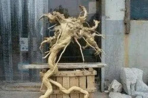 Lão nông đào được khúc gỗ kì dị, tưởng gỗ quý sắp phát tài nào ngờ con trai vừa thấy đã báo cảnh sát