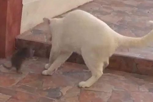 CLIP: Đối đầu với chuột, mèo nhà có hành động vừa hài lại hèn