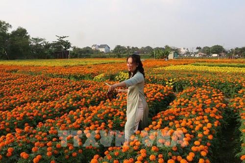 Rộn ràng cánh đồng hoa lớn nhất ở Bình Dương
