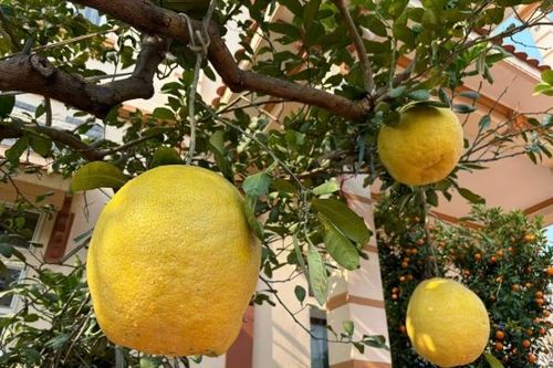 Bưởi 'khổng lồ' giá cả triệu đồng vẫn hút khách dịp Tết