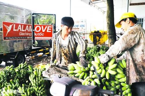 Dồi dào nguồn nông sản tươi cung cấp cho thị trường Tết