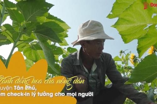Cánh đồng hoa của nông dân ở huyện Tân Phú, điểm check-in lý tưởng cho mọi người