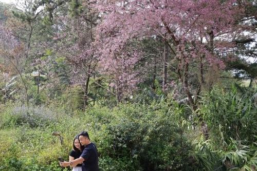 Mai anh đào Đà Lạt bung nở rực sắc hồng đón Tết