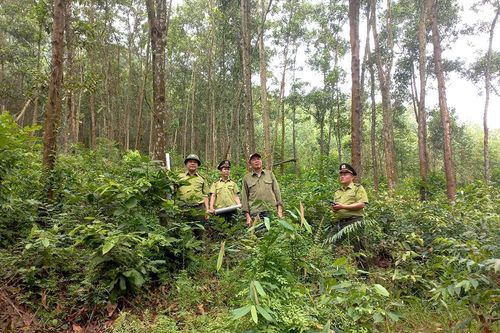 Tăng cường phòng cháy, chữa cháy rừng