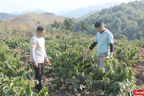 Nậm Mằn chuyển đổi cơ cấu cây trồng