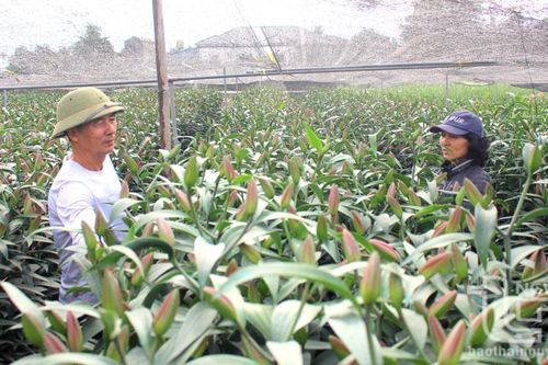 Phúc Hà cán đích nông thôn mới nâng cao