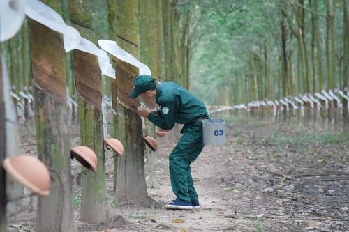 Cao su Tây Ninh (TRC) báo lãi cao nhất 10 năm, dự báo giá cao su tiếp tục neo cao