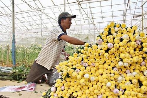 Sức mua chậm, giá hoa giảm mạnh: Thủ phủ hoa Tết lớn nhất cả nước lo... 'mất Tết'