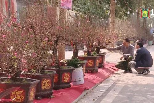Tết này, người dân ưa chơi cây gì?