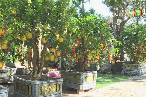 Cây cảnh Tết TP.HCM sản lượng giảm, sức mua yếu