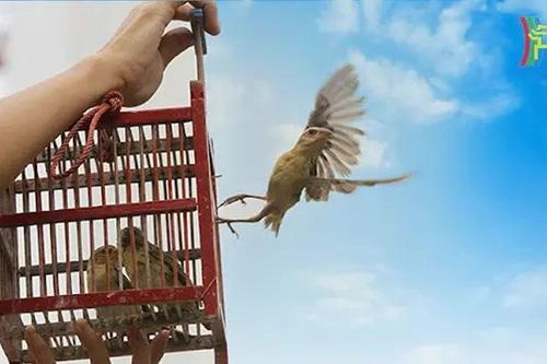 Hiểu đúng về phóng sinh cuối năm