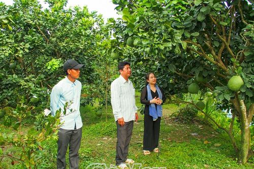 Mở hướng liên kết, nâng cao thu nhập