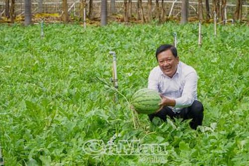 Nông dân huyện Ngọc Hiển trúng vụ dưa hấu Tết