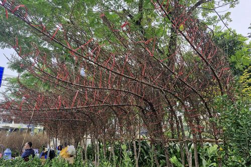 Hoa Tết 'đủng đỉnh' về chợ TP.HCM, đào huyền giá 7-9 triệu/cành